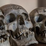 Exploring the Fascinating Gorilla Skull