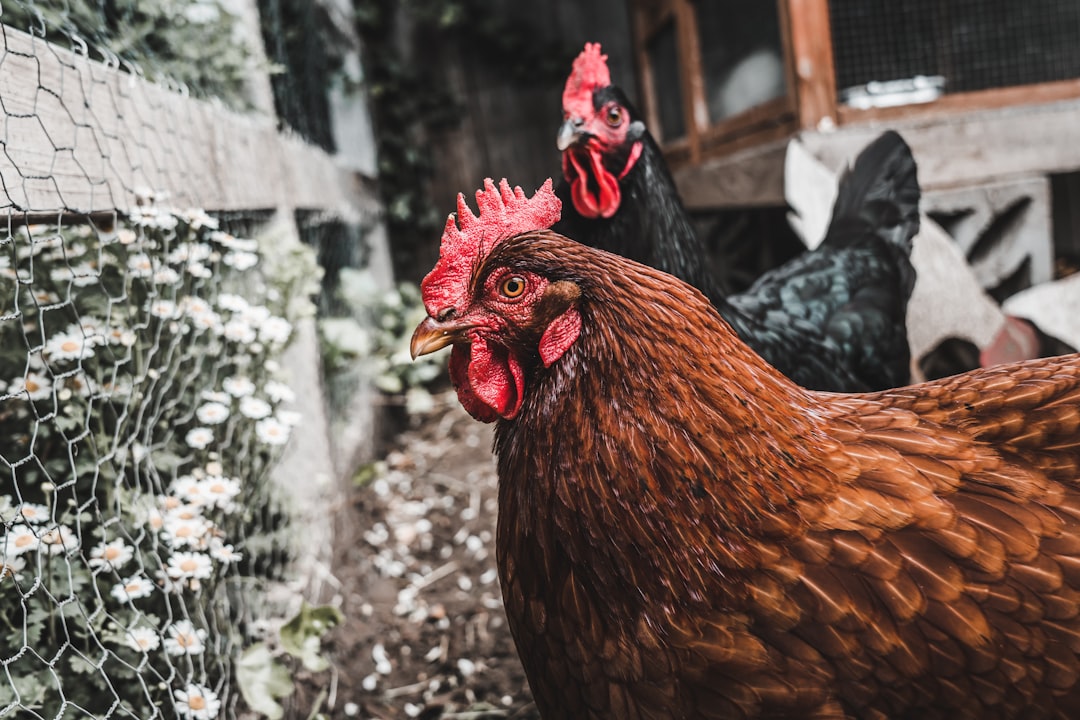 Photo chicken coop